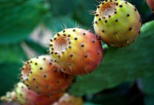 ODE TO THE PRINCKLY PEAR, THE GOOD OF THE MEDITERRANEAN