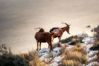 THE GOATS WITH GOLDEN TEETH