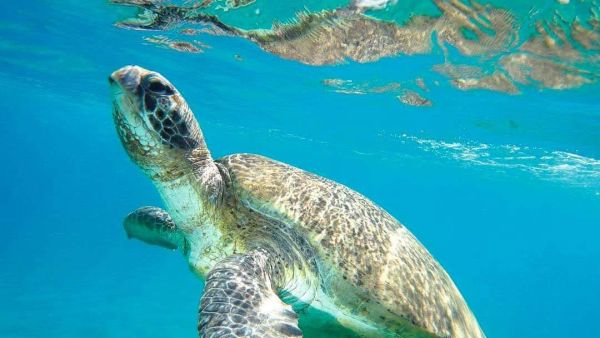 CARETTA CARETTA, CON GRAZIA E LENTEZZA DALL&#039;ANTICHITÀ FINO A NOI